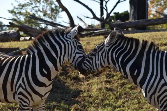 Kasino Rockn Rolla Tuki